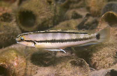 Telmatochromis vittatus 'Isanga Bay'
